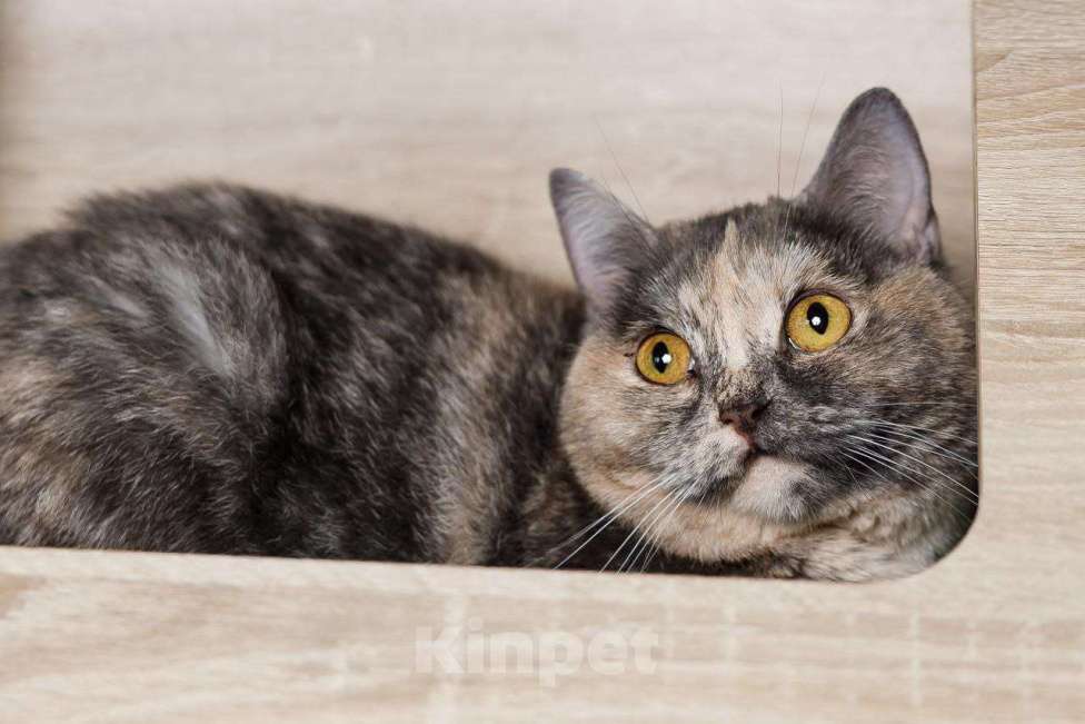 Кошки в Мытищах: Ласковая Василиса  Девочка, Бесплатно - фото 4