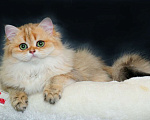 Кошки в Рыбинске: Британская длинношерстная зототая девочка Девочка, 30 000 руб. - фото 3