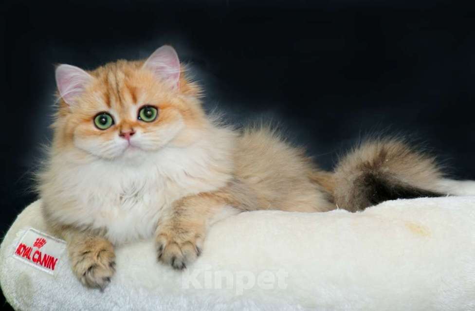 Кошки в Рыбинске: Британская длинношерстная зототая девочка Девочка, 30 000 руб. - фото 3