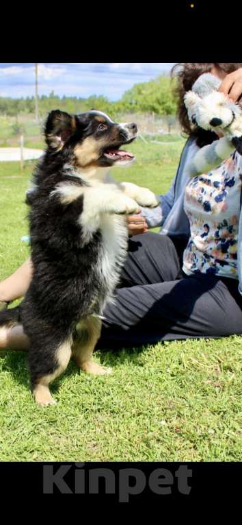Собаки в других городах Московской области: Малыш Стич Мальчик, 40 000 руб. - фото 5