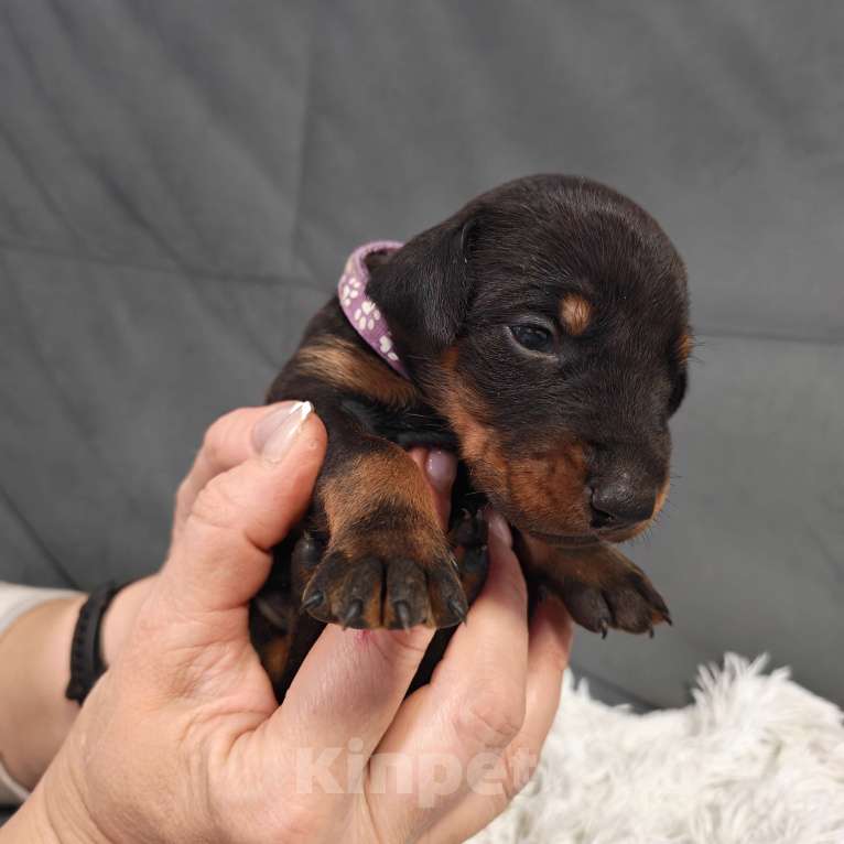 Собаки в других городах Краснодарского края: Щенки добермана Мальчик, 25 000 руб. - фото 6