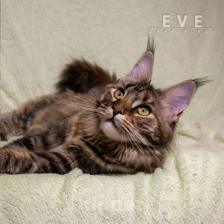 Кошки в других городах Воронежской области: Ева — мраморное чудо с шелковым характером Девочка, 50 000 руб. - фото 7