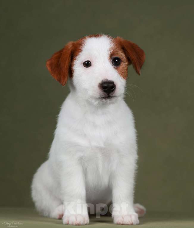 Собаки в Санкт-Петербурге: Марлекс Солар Николь Девочка, 50 000 руб. - фото 4