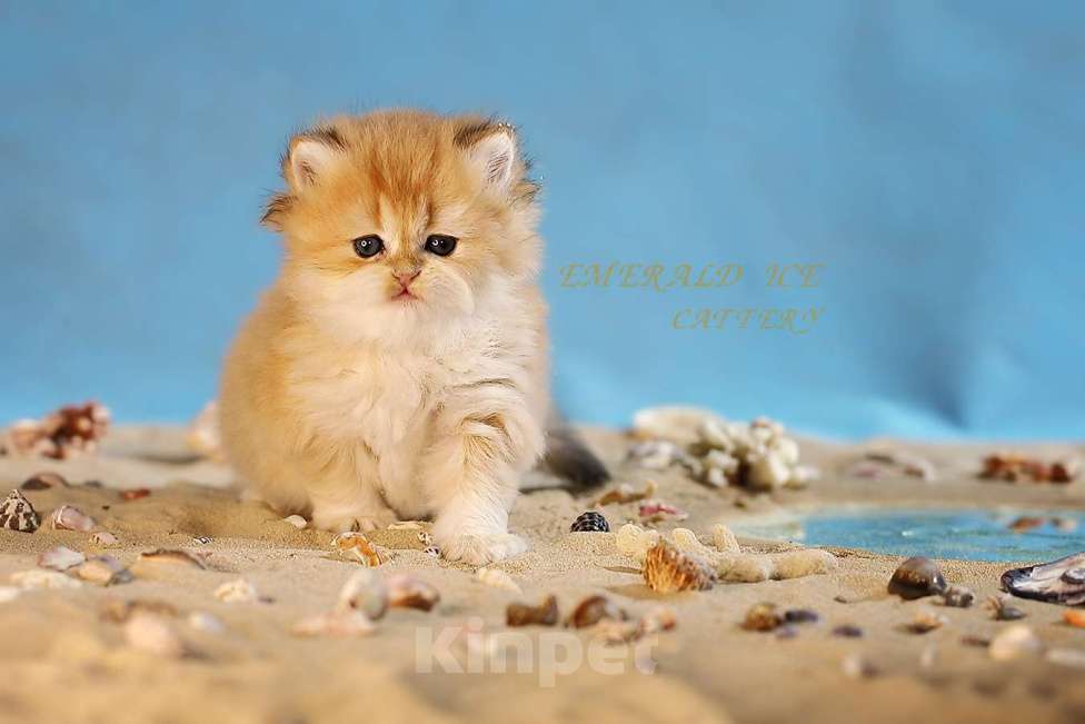 Кошки в Калуге: Британская золотая шиншилла Девочка, 50 000 руб. - фото 1