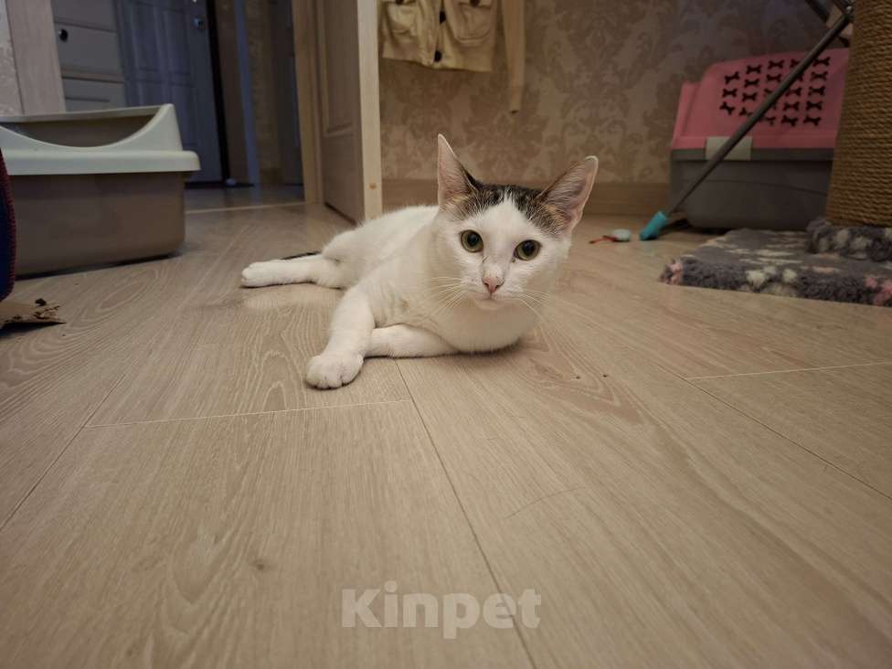 Кошки в Москве: Ася в добрые руки. Девочка, Бесплатно - фото 2