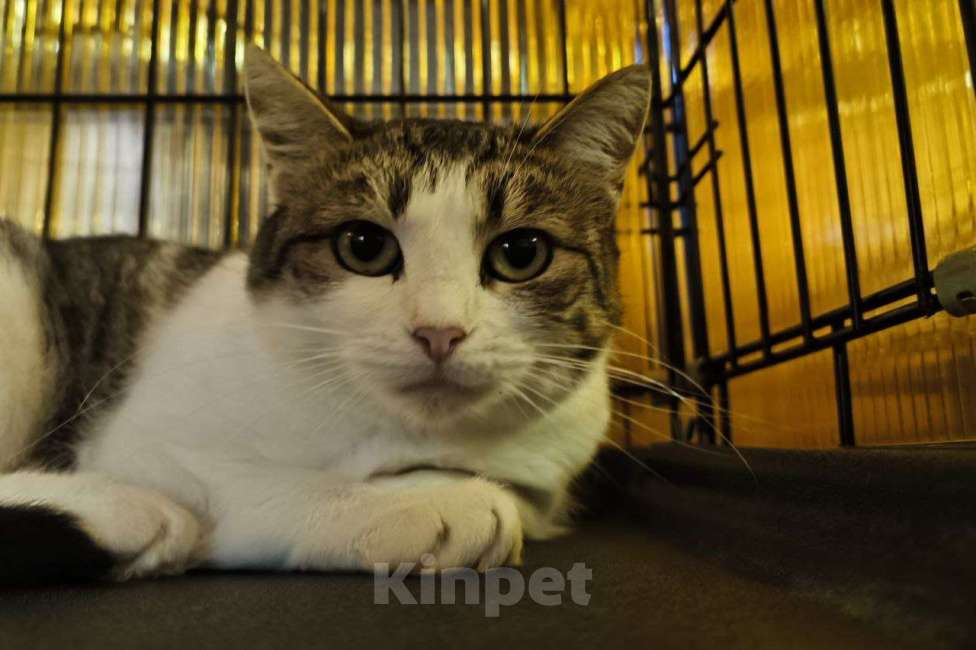 Кошки в Москве: Кошечка в добрые руки Девочка, Бесплатно - фото 2