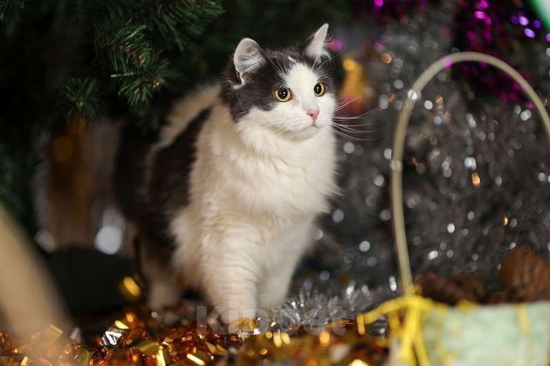 Кошки в Москве: Сибирский молодой ласковый кот Пушок в добрые руки Мальчик, Бесплатно - фото 8