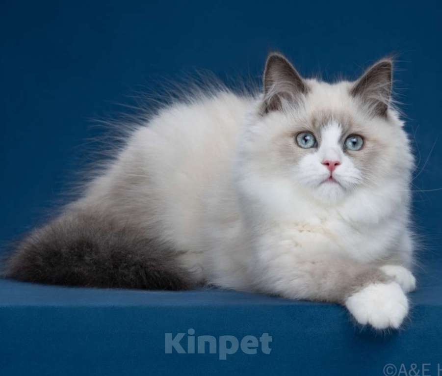 Кошки в Москве: Сибирские(Невские маскарадные) котята Девочка, 70 000 руб. - фото 2