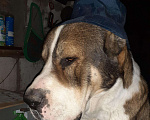 Собаки в Астрахани: Вязка, 10 000 руб. - фото 8