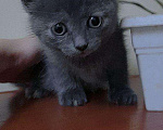 Кошки в Снежногорске: Котята в добрые руки, Бесплатно - фото 9