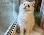 Кошки в Москве: Шотландский котенок, 10 000 руб. - фото 5