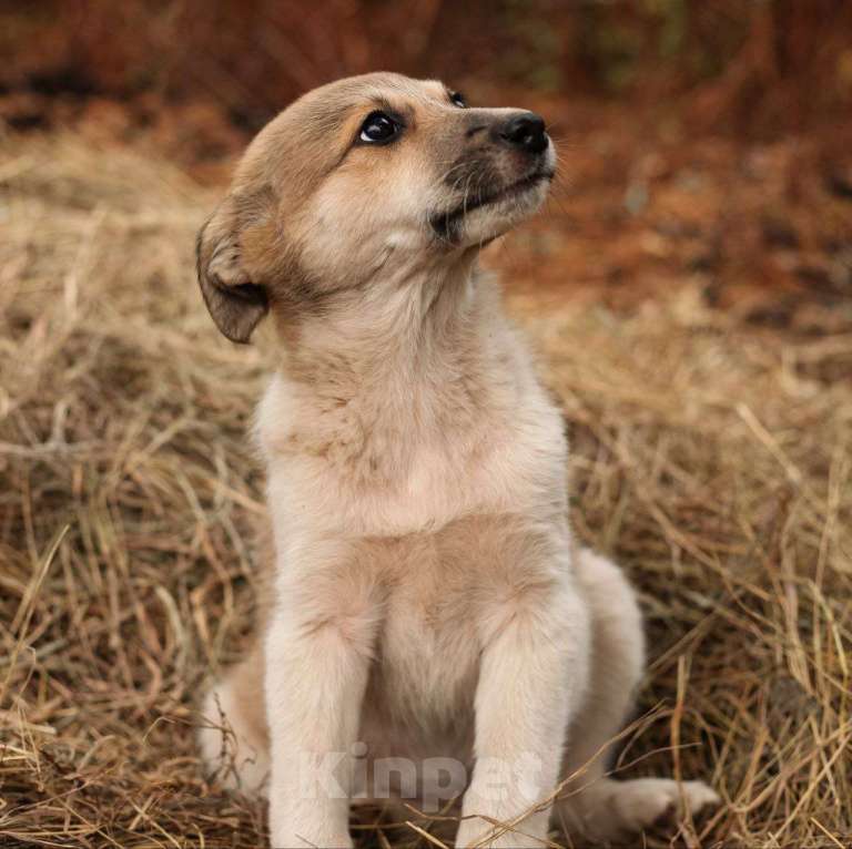 Собаки в Москве: Маленького щенка девочку нашли на улице 🆘️ Срочный поиск дома Девочка, Бесплатно - фото 4