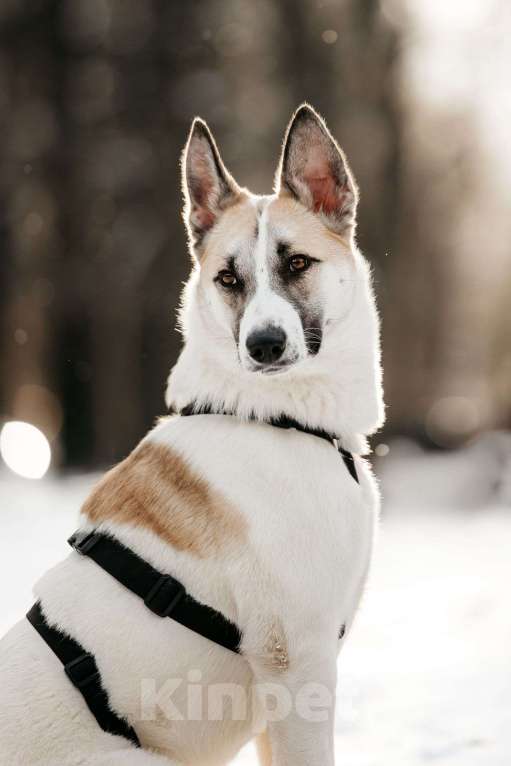 Собаки в Москве: Милая Пенка ищет дом Девочка, Бесплатно - фото 3