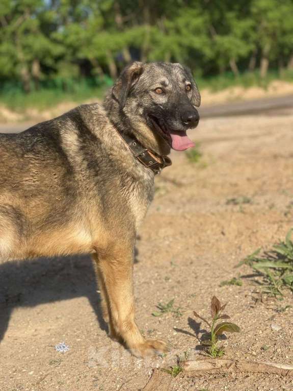 Собаки в Владимире: Альма в добрые руки Девочка, Бесплатно - фото 4