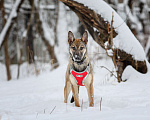 Собаки в Москве: Трепетная Мия ждет свою семью Девочка, Бесплатно - фото 5