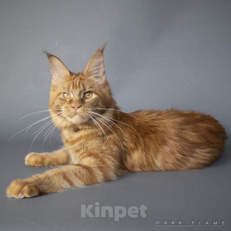 Кошки в других городах Воронежской области: Guinevere Dark Flame Девочка, 50 000 руб. - фото 7