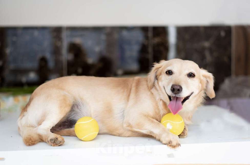 Собаки в Москве: Рыжий коротколапый маленький пёсик Лойд в добрые руки Мальчик, 1 руб. - фото 3