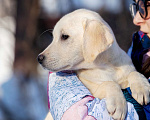 Собаки в Москве: Щенок лабрадора  Девочка, 60 000 руб. - фото 3