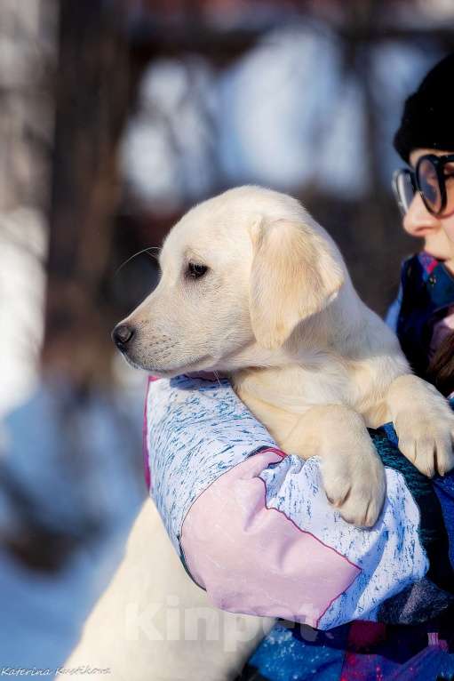 Собаки в Москве: Щенок лабрадора  Девочка, 60 000 руб. - фото 3