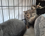 Кошки в Яхроме: Котятам срочно нужен дом. Разнополые, Бесплатно - фото 4