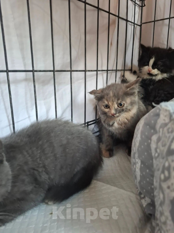 Кошки в Яхроме: Котятам срочно нужен дом. Разнополые, Бесплатно - фото 4