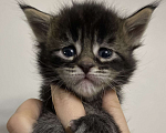 Кошки в Мурманске: Котенок Мейн-кун полидакт Мальчик, Бесплатно - фото 1