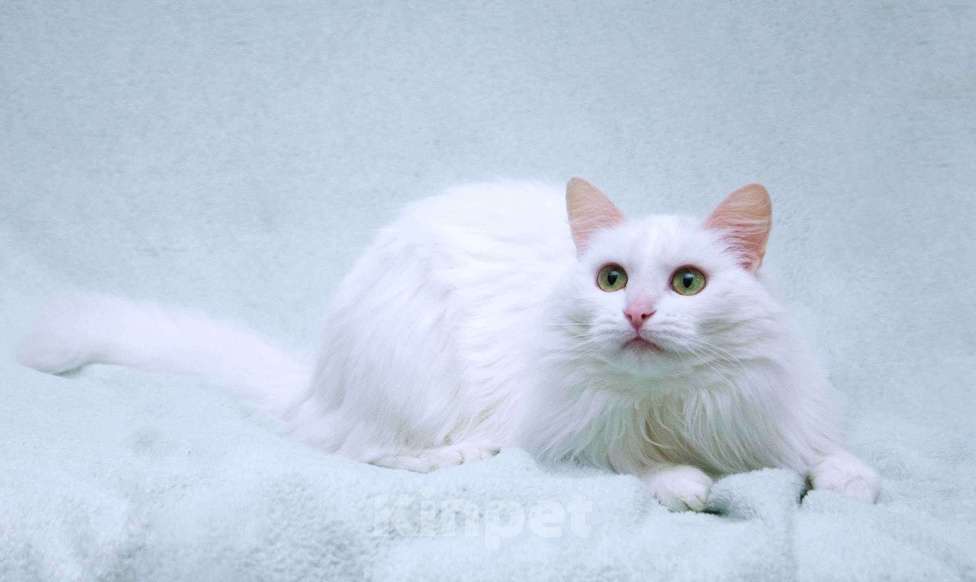 Кошки в Москве: Нежный ласковый белый котик Тимоша Мальчик, Бесплатно - фото 6