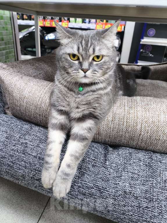 Кошки в Москве: Margo Девочка, Бесплатно - фото 3