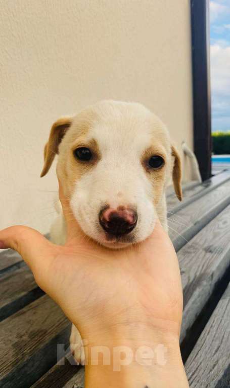 Собаки в Сочи: Две сестрёнки-непоседы ищут дом! Девочка, Бесплатно - фото 4