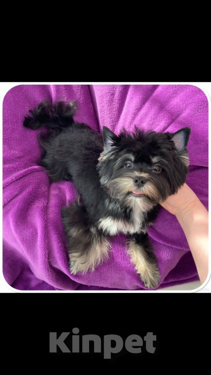 Собаки в Москве: Взрослый йорк девочка для разведения стандарт Девочка, 90 000 руб. - фото 8