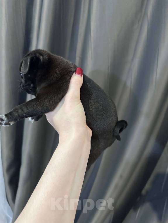 Собаки в Екатеринбурге: Мопс мальчик черный Мальчик, 50 000 руб. - фото 2