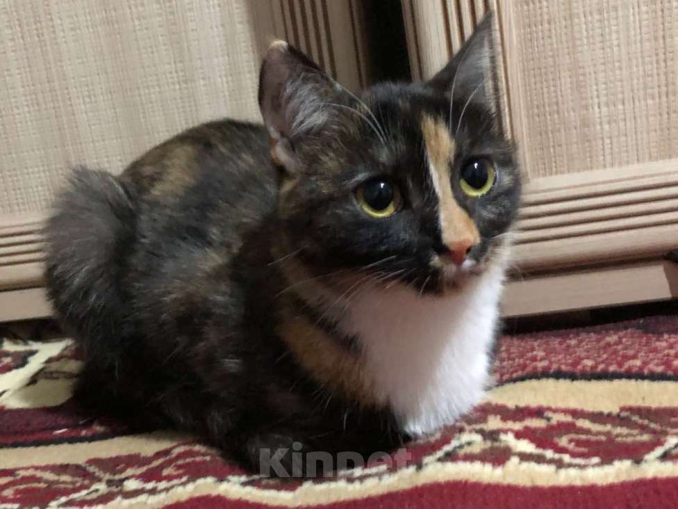 Кошки в Иркутске: Продается замечательная кошечка Девочка, 1 500 руб. - фото 3