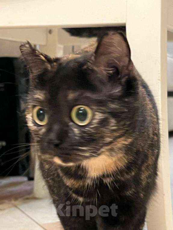 Кошки в Домодедово: Эли Девочка, 1 000 руб. - фото 2