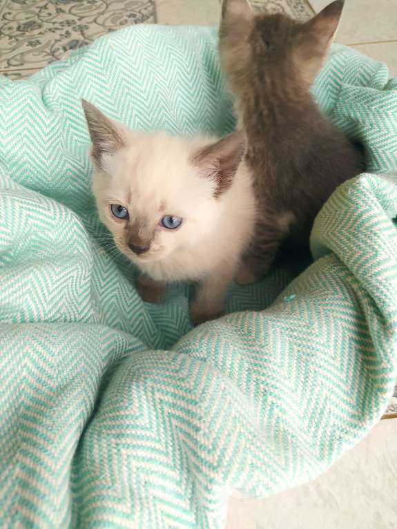 Кошки в Аксае: Красивая кошечка 2мес Девочка, 1 руб. - фото 3