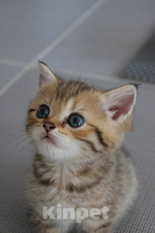 Кошки в Москве: очаровательный котенок шотландской породы Мальчик, 12 000 руб. - фото 6