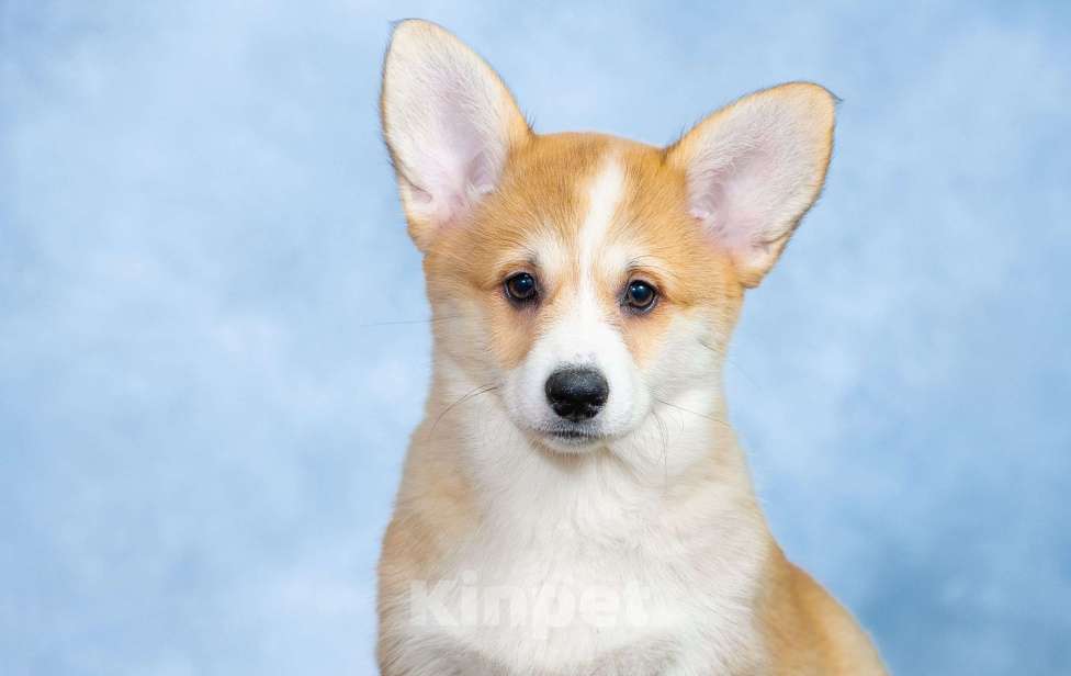 Собаки в Москве: Вельш корги пемброк Девочка, 100 000 руб. - фото 1