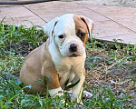 Собаки в Сочи: продам щенков Американского бульдога. 5 сук, 2 кабеля Разнополые, 60 000 руб. - фото 5