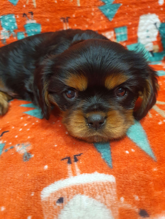 Собаки в других городах Московской области: Очаровательный щенок, ЭЛВИС ХАЙДИ МИН КОСМОС, мальчик, чёрно-подпалый, свободен для бронирования! Мальчик, 60 000 руб. - фото 4