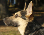 Собаки в Дедовске: Кора в поисках своего человека Девочка, 1 руб. - фото 1