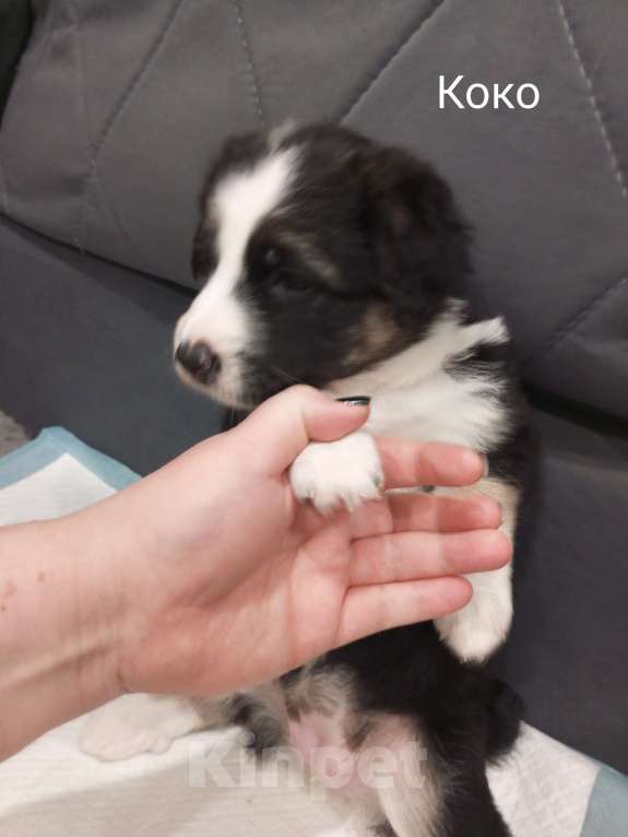 Собаки в Москве: Щенок в добрые руки Девочка, Бесплатно - фото 5