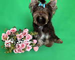 Собаки в Санкт-Петербурге: Мальчик шоколадного йорка ( документы НРКА) Мальчик, 50 000 руб. - фото 4