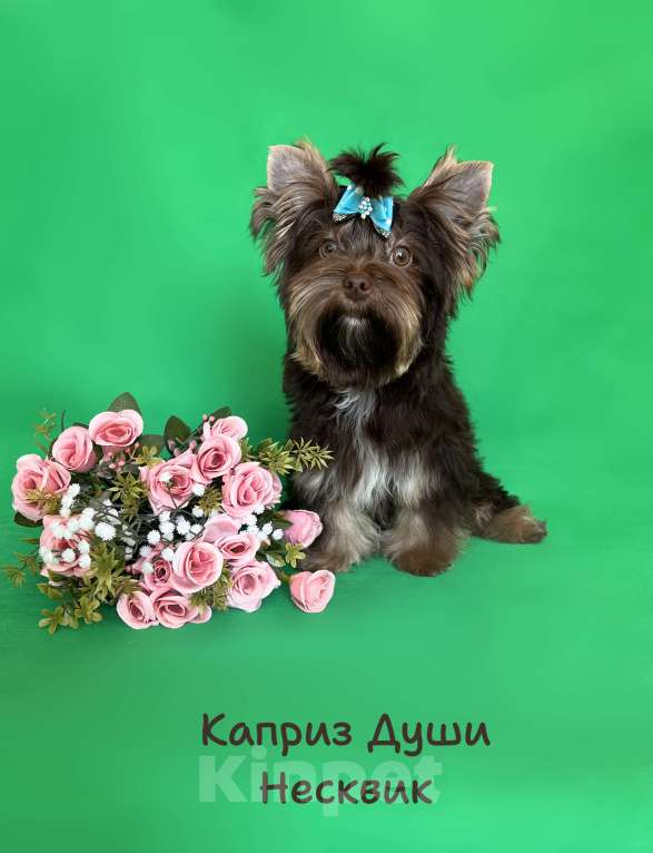 Собаки в Санкт-Петербурге: Мальчик шоколадного йорка ( документы НРКА) Мальчик, 50 000 руб. - фото 4