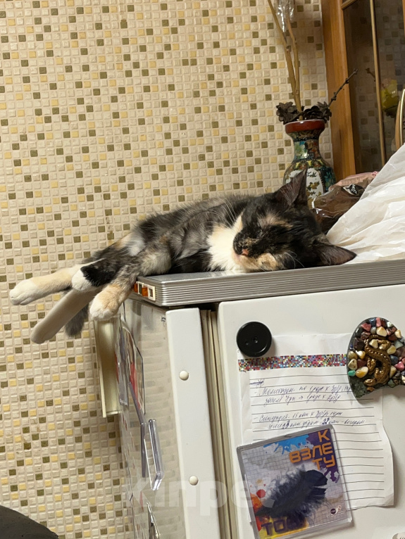 Кошки в Москве: кошечка ищет новый дом Девочка, Бесплатно - фото 8