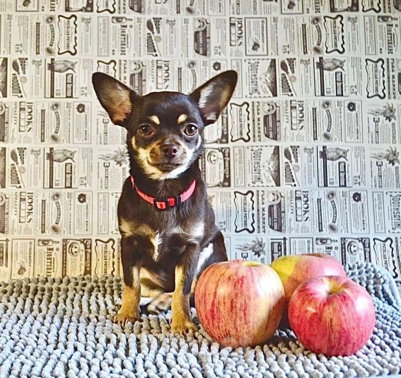 Собаки в Москве: Пристраивается взрослая чихуахуа. Девочка, 1 000 руб. - фото 1