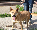 Собаки в Москве: Пёс Рыжик ищет своих людей - ШАНС на дом Мальчик, Бесплатно - фото 8