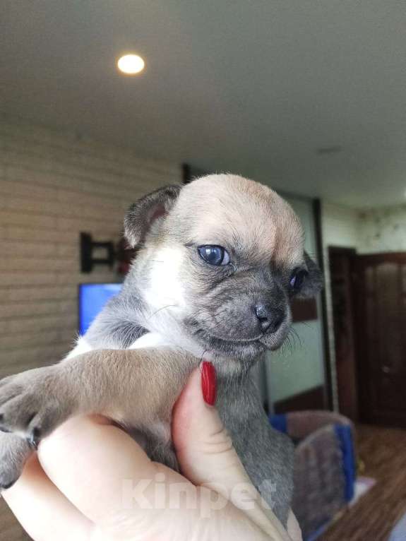 Собаки в Волгограде: Девочка подпалого окраса  Девочка, 40 000 руб. - фото 1