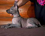 Собаки в Александрове: Щенки Ксолоитцкуинтли стандартного размера  Мальчик, 70 000 руб. - фото 7