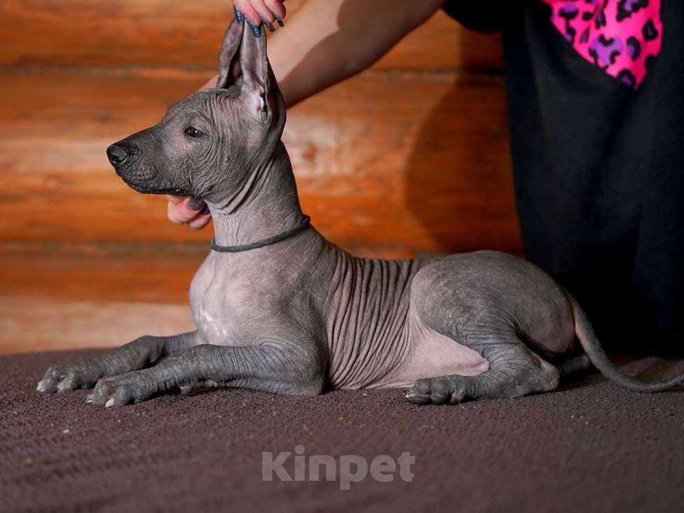 Собаки в Александрове: Щенки Ксолоитцкуинтли стандартного размера  Мальчик, 70 000 руб. - фото 7