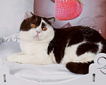 Кошки в Санкт-Петербурге: Молодой британский котик закончил племпрограмму питомника Мальчик, 5 000 руб. - фото 1