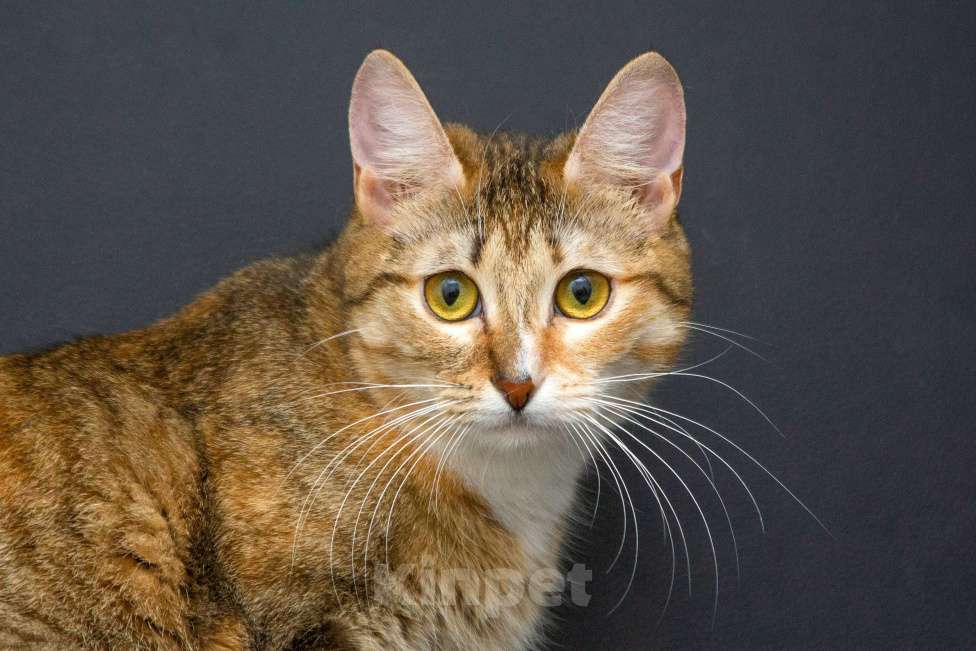 Кошки в Москве: Ищут дом спасенные с улицы котята-подростки! Девочка, Бесплатно - фото 5